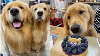 阿金見蛋糕秒「吸食」　媽：分姐姐啦