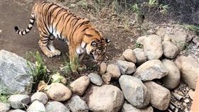 鞋掉「老虎籠子」裡…女兒意外獲得2雙新鞋！網笑：很心機（圖／翻攝自爆怨公社）