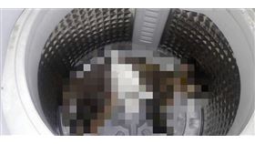  貓,洗衣機,洗衣粉,爆笑公社,臉書（圖／翻攝自爆笑公社）