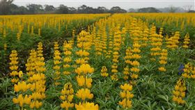 苗栗八甲茶區金黃魯冰花海美翻苗栗縣苗栗市八甲茶區所種植的綠肥作物魯冰花，目前正值盛開，22、23日並將舉辦茶產業行銷推廣活動，歡迎民眾賞花、品茗、遊客庄。（民眾提供）中央社記者管瑞平傳真　109年2月11日