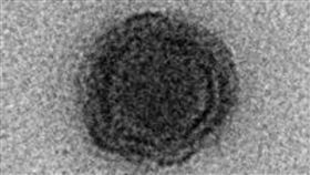 病毒,研究,Yaravirus brasiliensi,巴西,基因,組合,變異　圖／翻攝自biorxiv　https://parg.co/xie