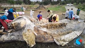 台東,藍鯨,解剖,DNA,皮,脂肪,基因,長濱鄉,擱淺,紀錄 圖／翻攝自YouTube