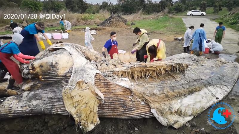藍鯨陳屍台海岸　12小時解剖縮影曝