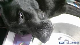 流浪狗水蛭感染（新北市政府）