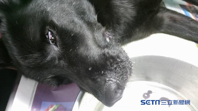 狗狗鼻血流不止　獸醫夾出恐怖生物