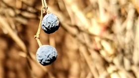 名家專用／草根影響力新視野（勿用）