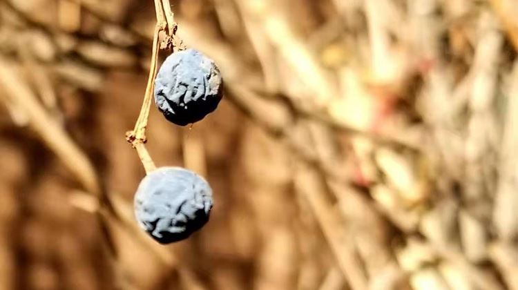 「濃縮」的結果一定是精華嗎？