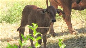 防撞牛車禍  東縣府：未掛耳標牛隻一律沒入台東地區從民國105年至今已發生11起撞牛車禍，事後警方均找不到牛飼主，因此，台東縣政府將嚴格執行，未掛耳標牛隻一律沒入。（台東縣政府提供）中央社記者盧太城台東傳真  109年2月12日