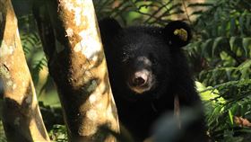 廣原小熊返台東野訓去年7月底和熊媽媽走失的廣原小熊姆拉斯（Mulas）已長胖到33.5公斤，12日清晨從台中特生中心回到台東的野訓場地。（台東林管處提供）中央社記者盧太城台東傳真  109年2月12日