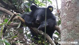 廣原小熊（台東林管處）