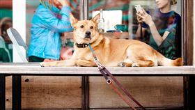 寵物餐廳,毛孩,發情,消費者,客人,店家,回覆,犀利,圖/翻攝自pixabay