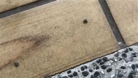 新竹，竹東，甩炮，國中生，肯德基，臉書