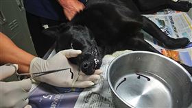 狗狗鼻血流不停　原來是水蛭作祟新北市三芝有一隻流浪犬鼻腔遭水蛭寄生，血流不止，經三芝動物之家獸醫伸援，將水蛭一隻隻夾出後，現已康復並收容在三芝動物之家等待認養。（新北市農業局提供）中央社記者王鴻國傳真　109年2月12日