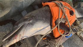 瓶鼻海豚擱淺台中海堤　死因待查台中市大安區海堤13日發現1隻死亡鯨豚，經中華鯨豚協會查看研判為瓶鼻海豚，身上多處血痕，死因無法確認，將送台北市立動物園進一步檢查。（海巡署提供）中央社記者趙麗妍傳真　109年2月13日