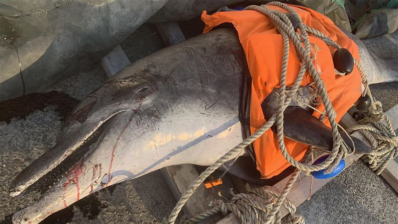海豚擱淺台中海堤　多處傷痕死因待查