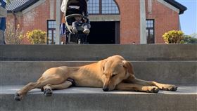 台南山上花園水道博物館收編流浪犬一隻黃色的米克斯流浪犬常穿梭在台南市山上花園水道博物館園區，館方在是否驅離間舉棋不定，決定在臉書粉專徵詢網友的意見，在網友一面倒支持下，館方決定將狗兒收編成為博物館的一員。（台南市政府文化局提供）中央社記者張榮祥台南傳真　109年2月13日