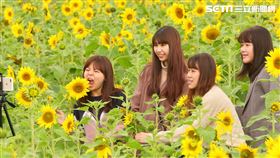 台開向日葵。（圖／台開提供）