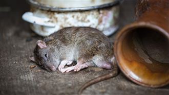 北市府隨地投放老鼠藥　飼主：狗誤食怎辦
