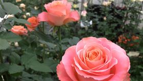 武漢肺炎衝擊情人節玫瑰花買氣（1）武漢肺炎疫情延燒，西洋情人節商機受衝擊，其中情人節最重要的用花玫瑰，西洋情人節粉色占7成、紅色占3成。（花卉產業人士提供）中央社記者楊淑閔傳真　109年2月14日