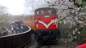 阿里山林鐵推浪漫主題列車　深入賞花祕境配合阿里山花季，阿里山林業鐵路及文化資產管理處今年推出「綻放．舞櫻」浪漫主題遊程，帶領遊客搭乘台灣檜木車廂列車，走訪阿里山森林遊樂區賞花熱點。（賴國華提供）中央社記者黃國芳傳真　109年2月14日
