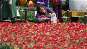 2020士林官邸鬱金香展開幕（3）2020士林官邸鬱金香展14日西洋情人節正式開幕，在士林官邸踏青區、西式庭園、中式庭園展出10萬株鬱金香，吸引不少民眾前往參觀。中央社記者徐肇昌攝　109年2月14日