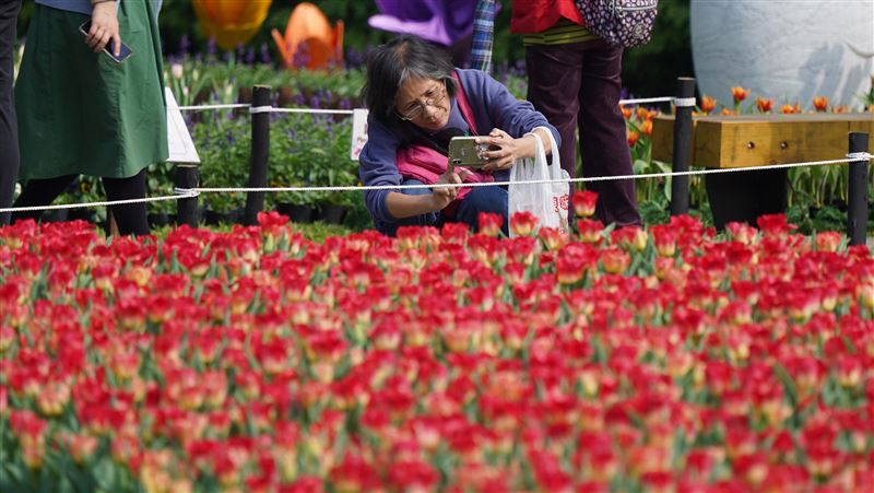 浪漫花現情人節　士林官邸賞鬱金香