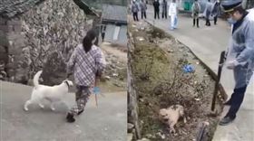 武漢肺炎,屠狗,浙江,溫州,殺狗。(圖/翻攝自推特)