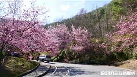 武陵農場櫻花盛開（公路總局提供）