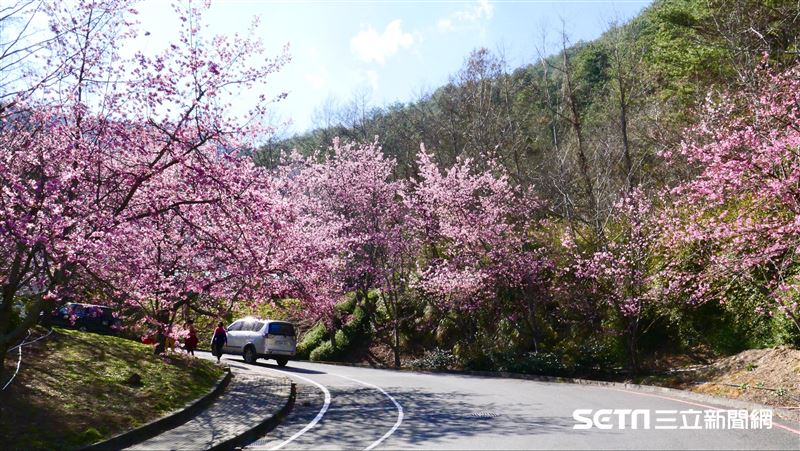 武陵農場櫻花盛開　6條公共運輸可到