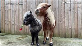 ▲小馬Albert和Pricilla共度美好的情人節。（圖／AP／Caters TV授權）

