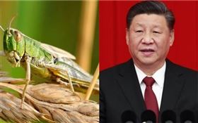 蝗蟲　中國