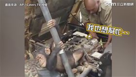 小猩猩慘遭非法盜獵 被營救後想「修車」報恩