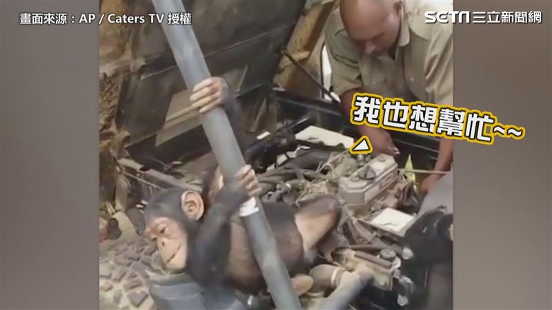 小猩猩慘遭盜獵　被救後想修車報恩