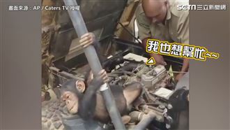 小猩猩慘遭盜獵　被救後想修車報恩