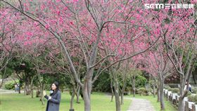 陽明山花季　工務局提供