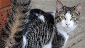 
名家專用／毛起來MAOUP（勿用）