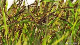 不怕蝗災？陸學者嗆「威脅不大」　網曝：中國人超愛吃蝗蟲（圖／翻攝自微博）