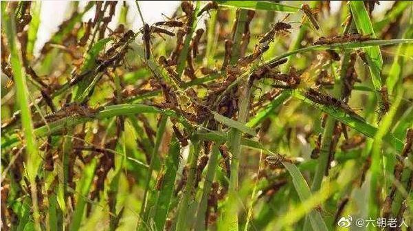 蝗蟲主治肺結核　網：武漢肺炎有救？