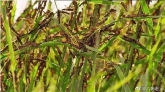蝗蟲主治肺結核　網：武漢肺炎有救？
