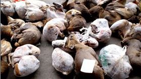 武漢肺炎發源地超噁照曝…海鮮市場暗賣野味　網：難怪出事
圖／翻攝自微信公眾號@多維面面觀