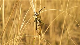 非洲蝗蟲(Pixabay)