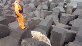 瓶鼻海豚陳屍彰化線西海岸一隻瓶鼻海豚16日被發現陳屍彰化縣線西鄉海岸，身體多處纏繞流刺網，死因有待成功大學鯨豚中心解剖釐清。（海巡署提供）中央社記者蕭博陽彰化傳真　109年2月17日