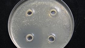 水試所發現文蛤救命益生菌農委會水產試驗所指出，文蛤養殖出現大量死亡，水質不良及弧菌感染是主因，從白蝦腸道中分離出的短小芽孢桿菌D5，對弧菌有抑制作用。圖為培養皿內4個圓孔周邊為透明，沒有弧菌滋長情形。（水試所提供）中央社記者楊淑閔傳真　109年2月17日