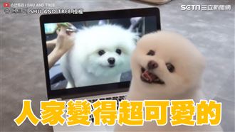 經美容師巧手一變　博美化身北極熊