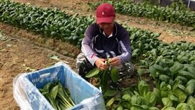 台南市政府助銷有機蔬菜因應武漢肺炎防疫措施，高中以下學校延後開學，導致台南市計畫採收的有機蔬菜無法供應營養午餐。台南市政府媒合機關團體採購與推動團購，截至17日止，已協助菜農銷售超過5000公斤。（台南市農業局提供）中央社記者楊思瑞台南傳真　109年2月17日