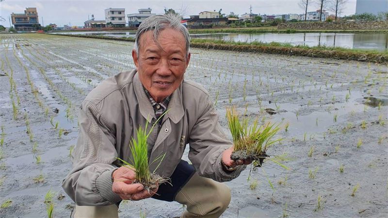 宜蘭秧苗枯死　縣府籲中央補助損失