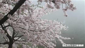 阿里山花季（公路總局）