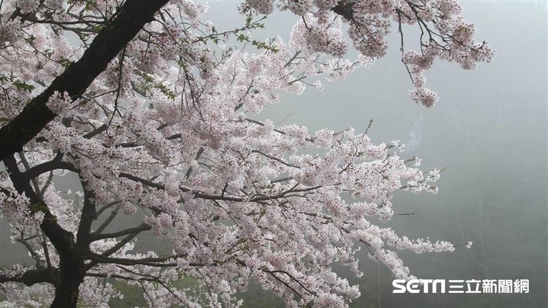 阿里山花季3／10登場　為期32天