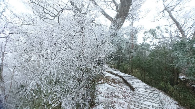 寒流影響　太平山山毛櫸步道疑飄雪
