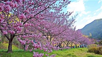 武陵櫻花季登場　賞花遊客較去年下降